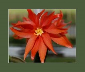 triple therapy image healthtips images